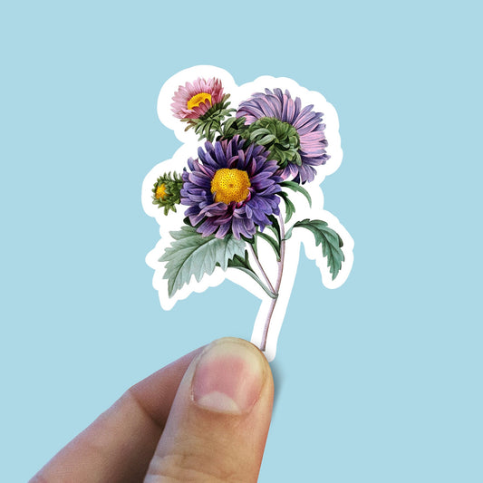 Chinese Aster flower sticker