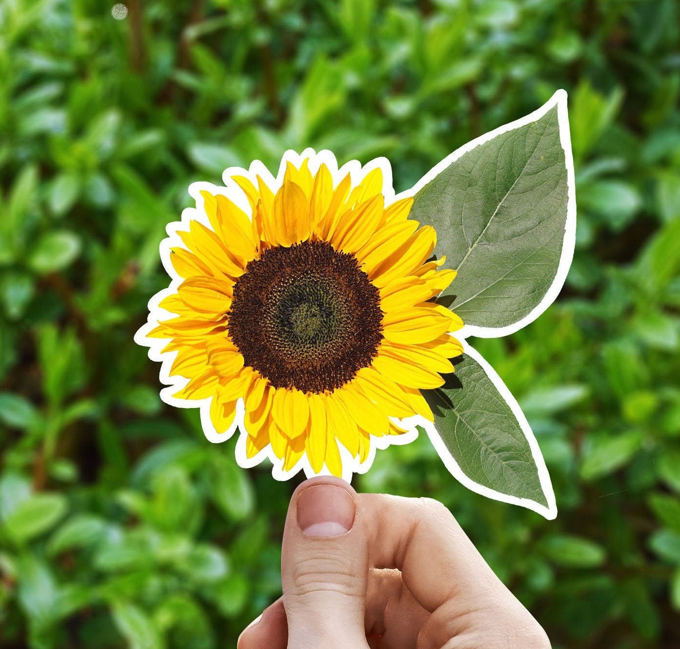 Realistic sunflower sticker, sunflower sticker, flower sticker, Macbook sticker, laptop sticker, waterproof flower sticker