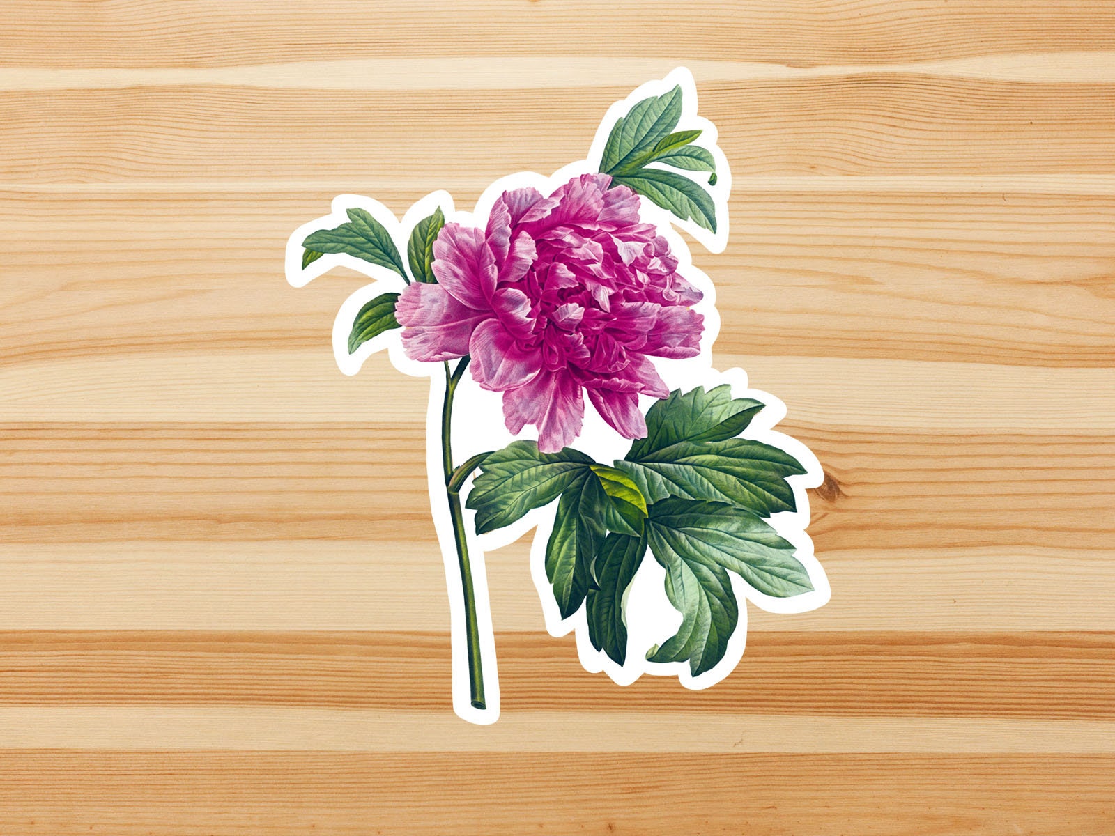 Pink peony vinyl sticker, Illustrated flower sticker, flower sticker, aesthetic, birthday gift, waterproof flower sticker