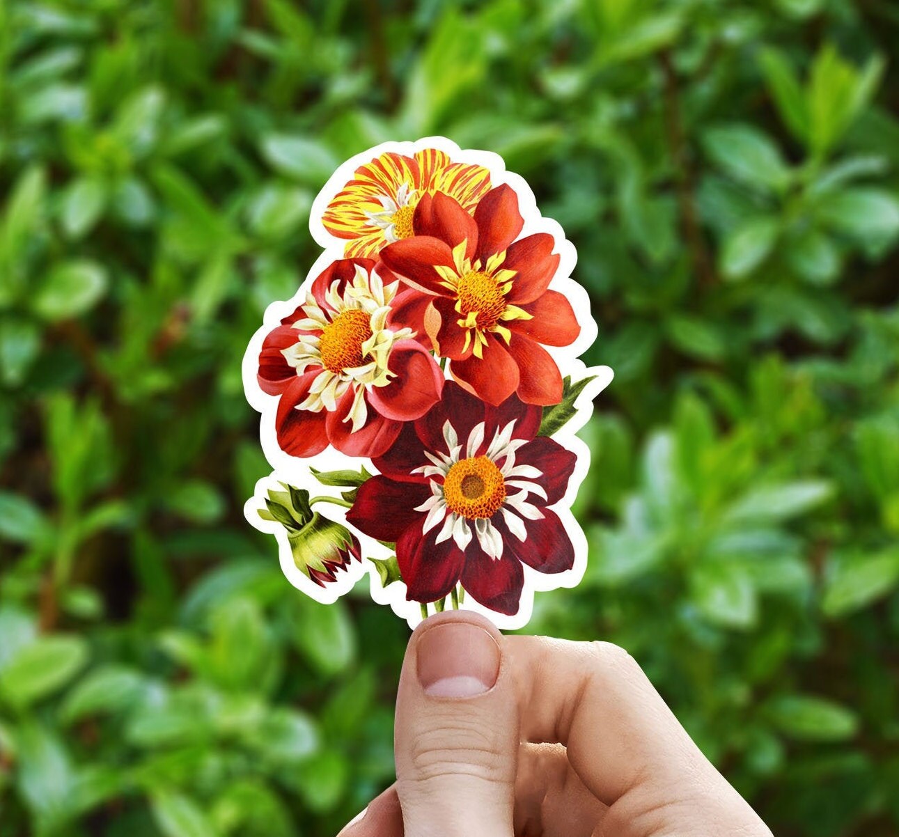 Dahlias vinyl sticker, Illustrated flower sticker, flower stickers, aesthetic, birthday gift, waterproof flower sticker